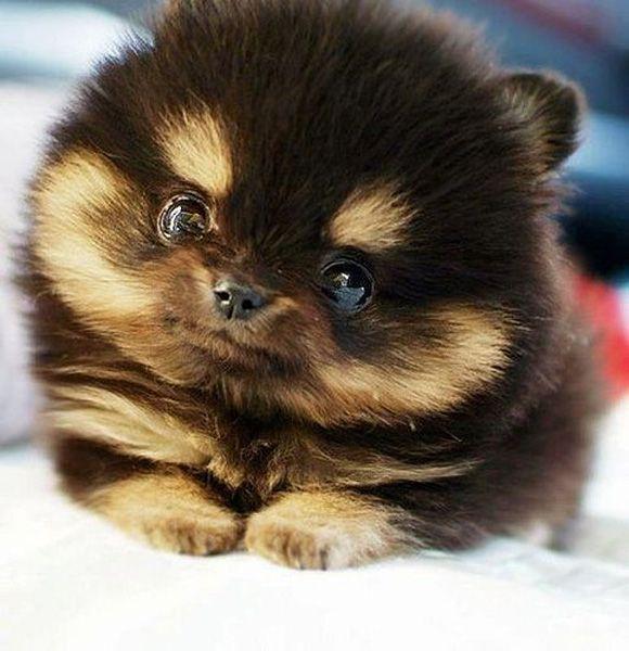 Munchkin Puppies